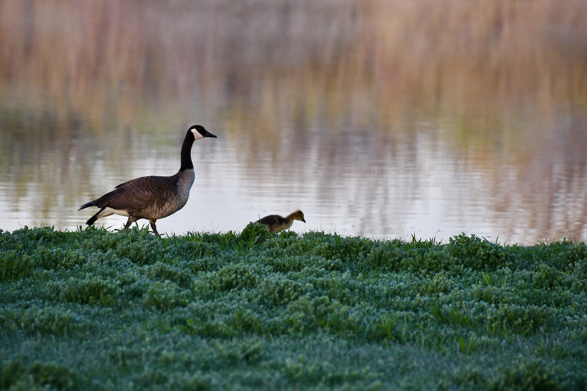 Canada Goose - ML618913254