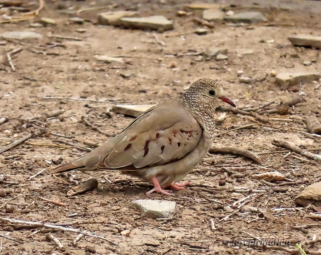 Common Ground Dove - Joseph Morlan