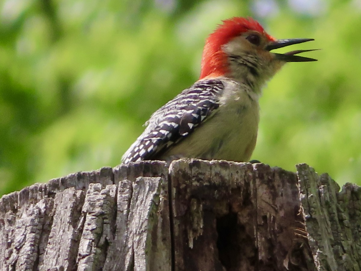 Red-bellied Woodpecker - ML618913261