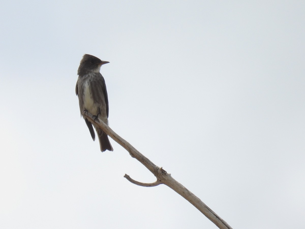 Olive-sided Flycatcher - Tyler Stewart