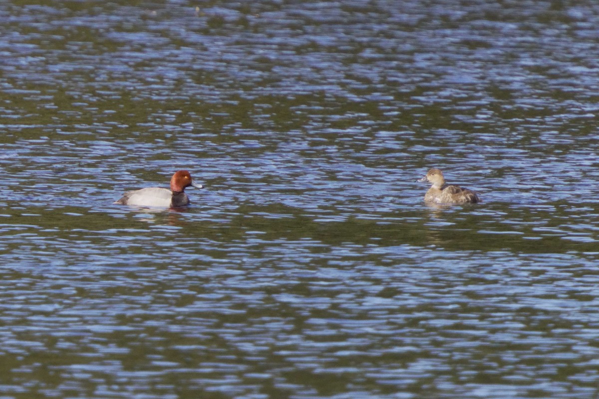 Redhead - ML618913275