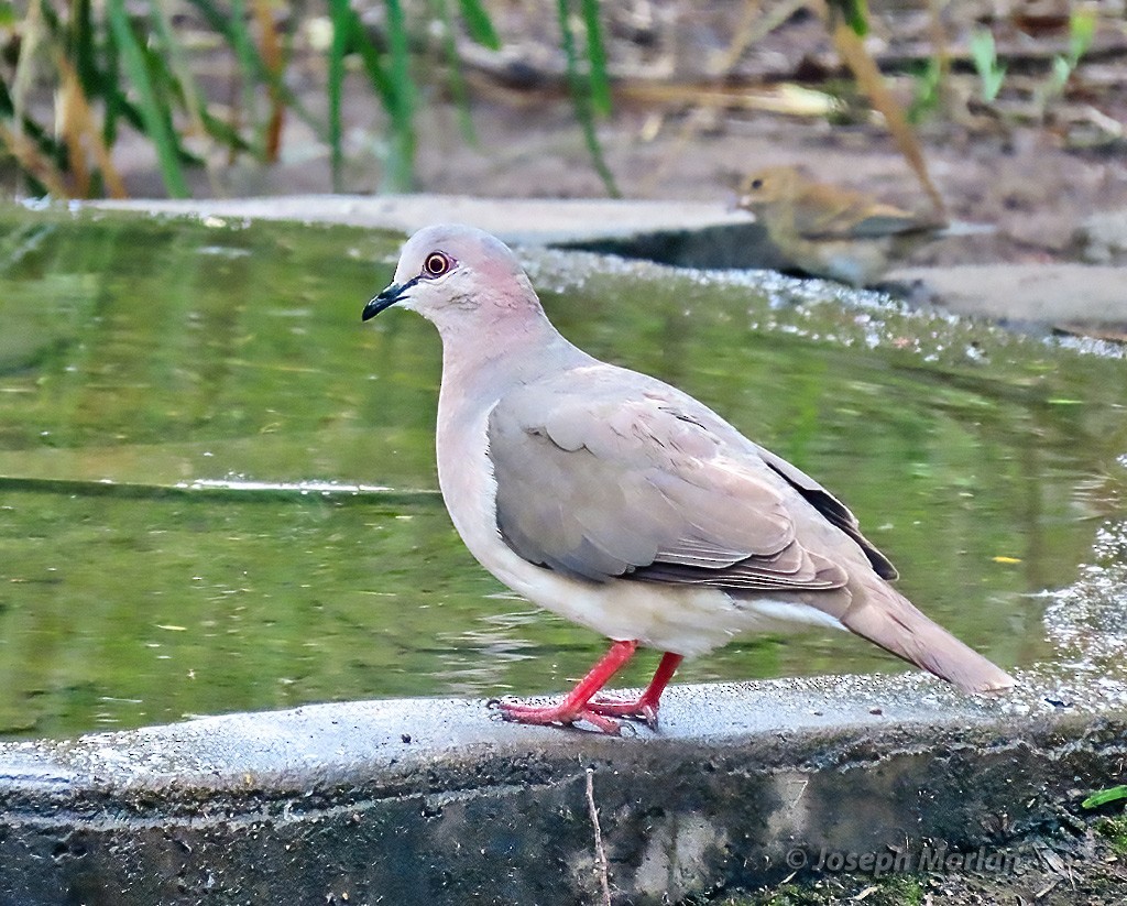 White-tipped Dove - Joseph Morlan