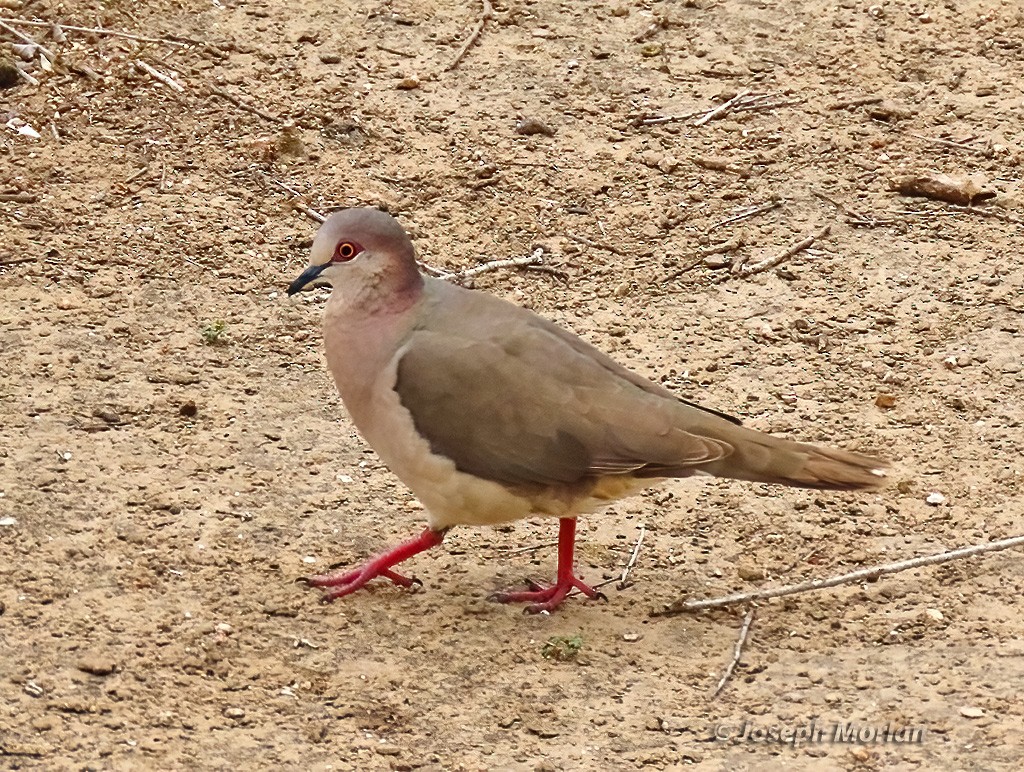 White-tipped Dove - Joseph Morlan