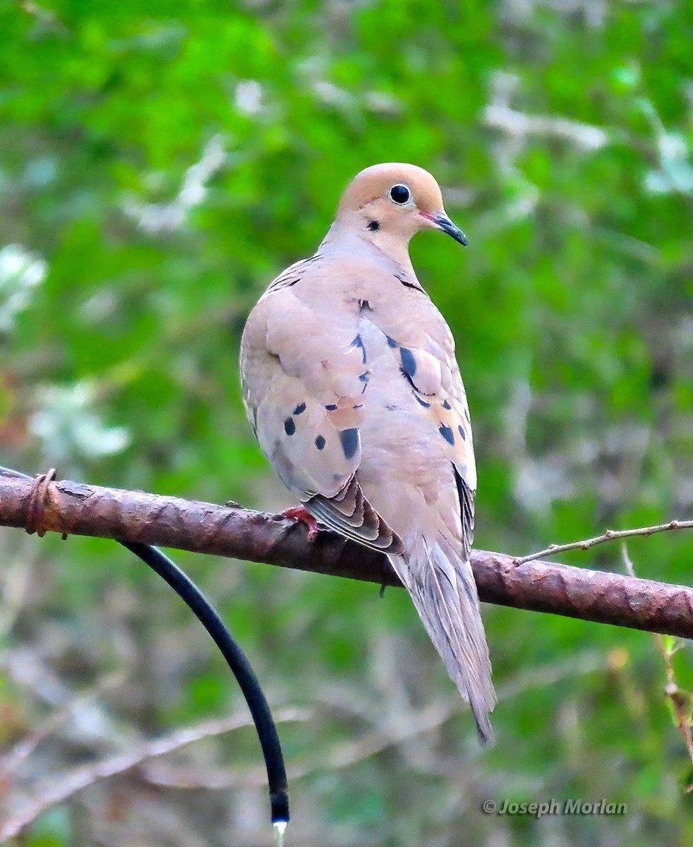 Mourning Dove - Joseph Morlan