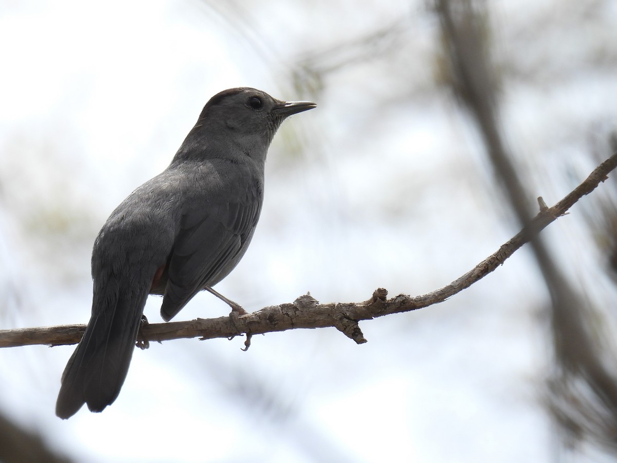 Gray Catbird - Tyler Stewart