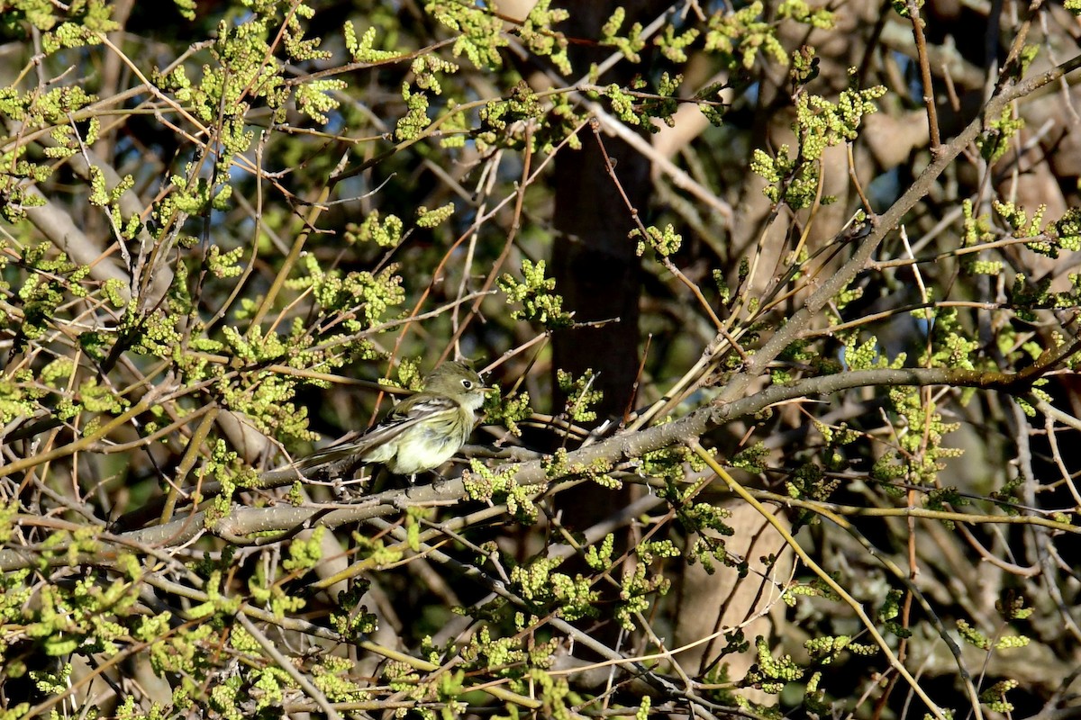 Least Flycatcher - Brady Wilson