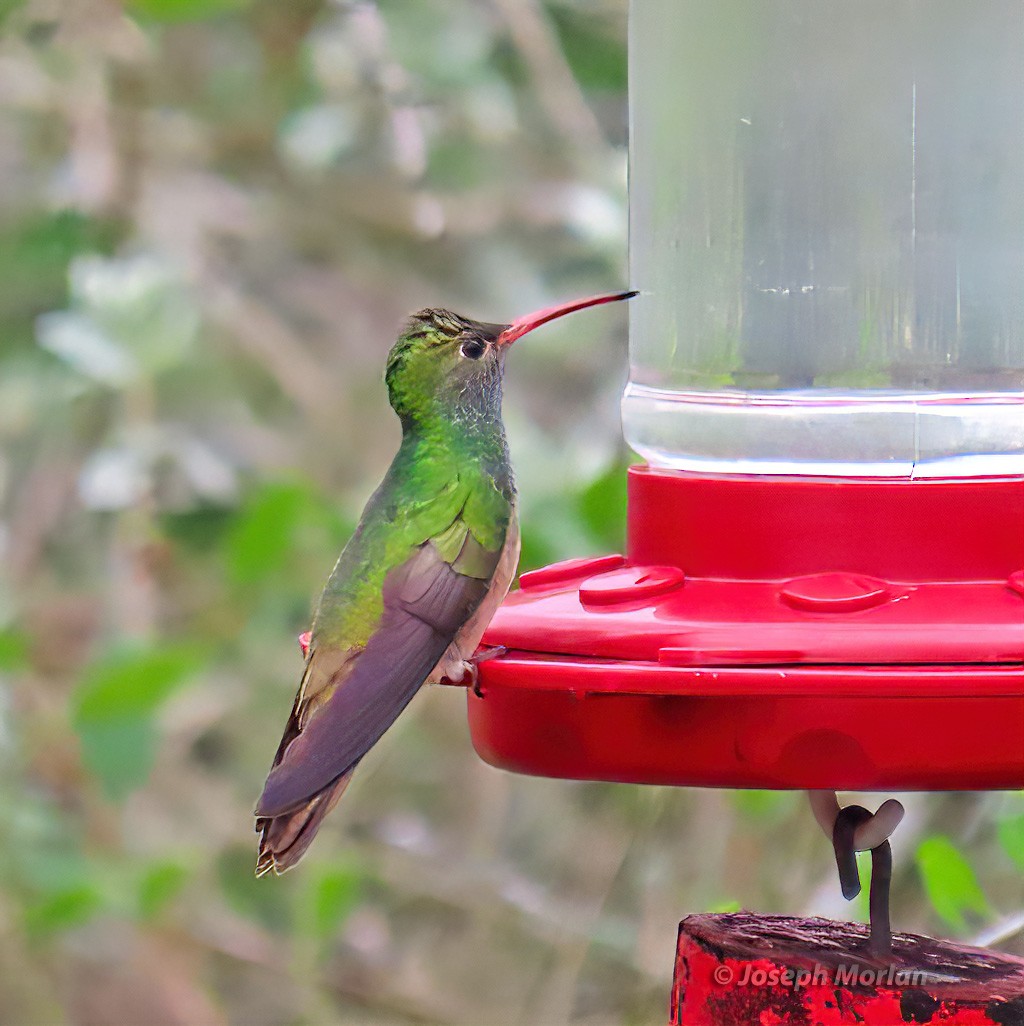 Buff-bellied Hummingbird - Joseph Morlan