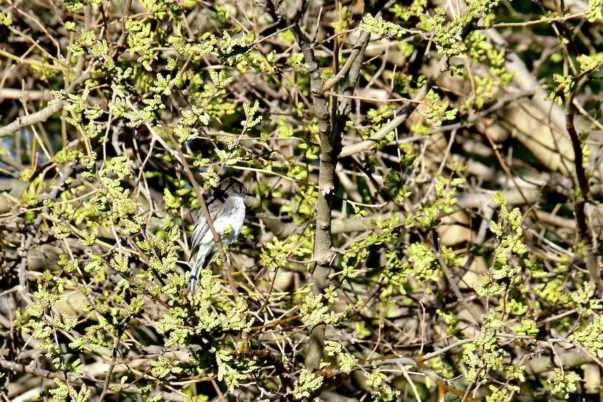 Eastern Phoebe - ML618913303