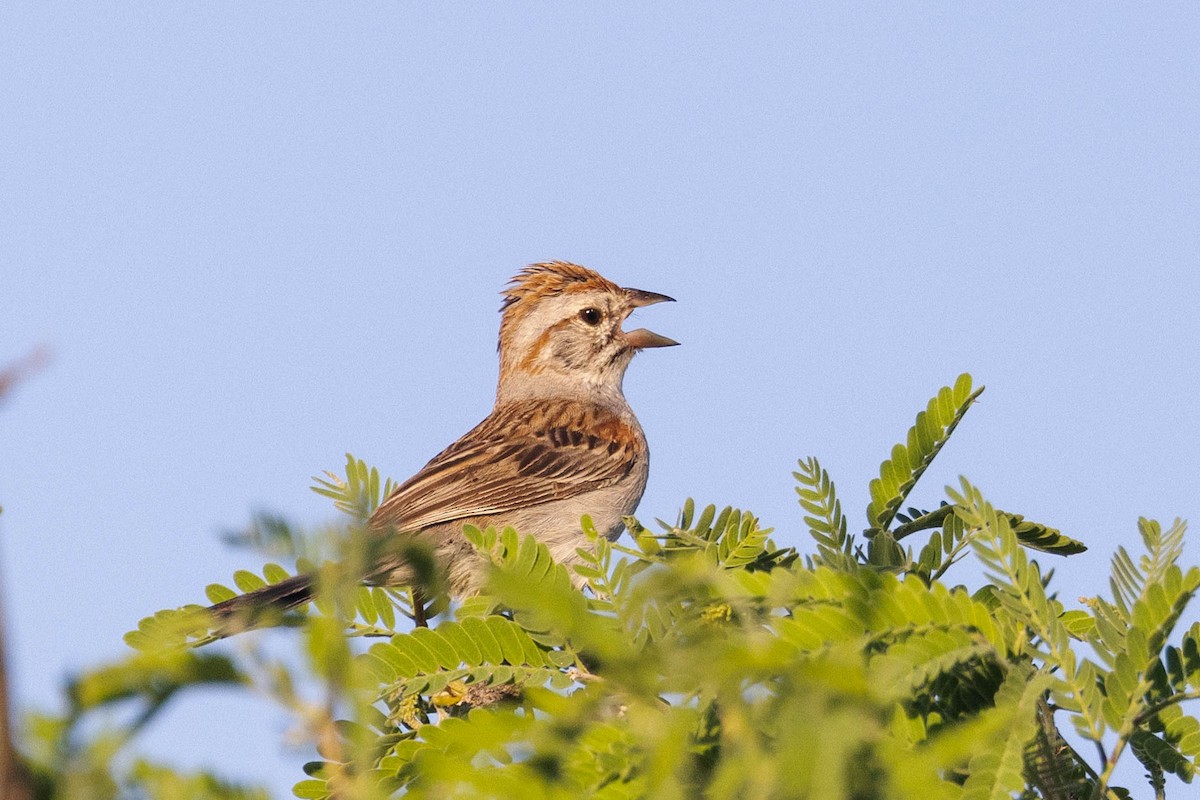 Rufous-winged Sparrow - Kenny Younger