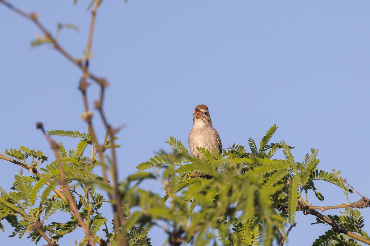 Rufous-winged Sparrow - Kenny Younger