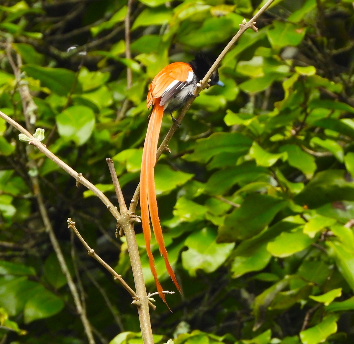 African Paradise-Flycatcher - Lynn Scarlett