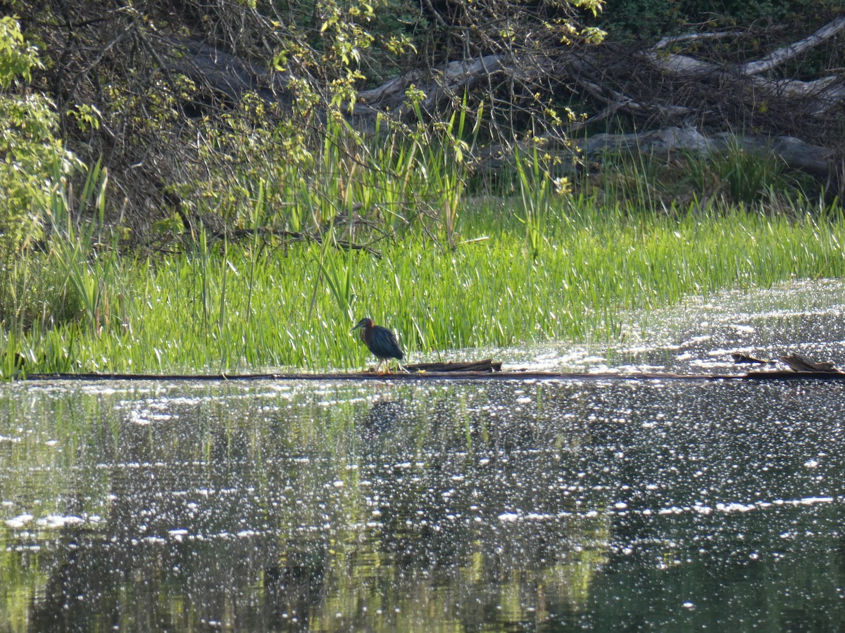 Green Heron - Jennifer Grande