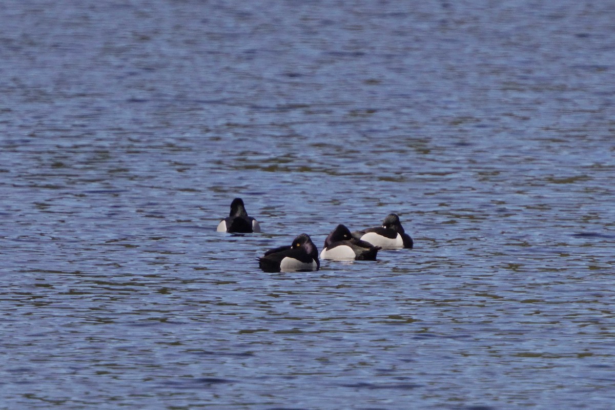 Ring-necked Duck - ML618913340