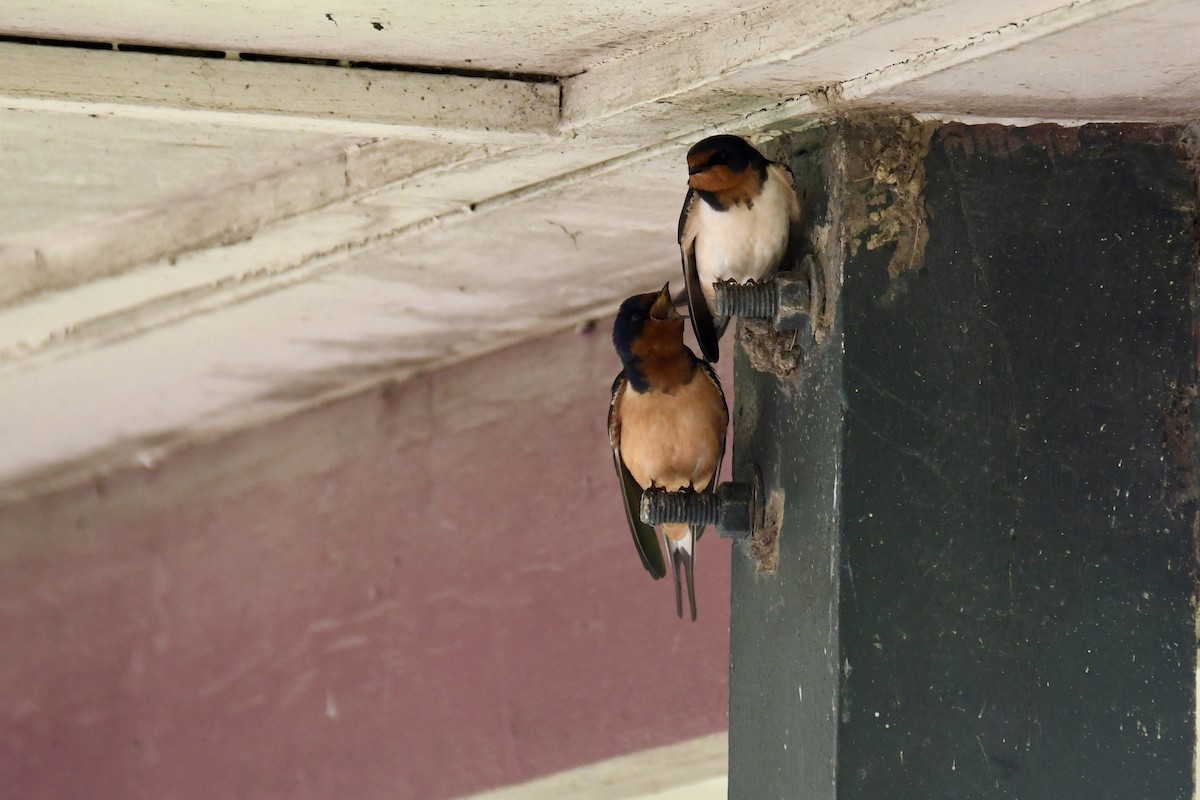 Barn Swallow - ML618913345