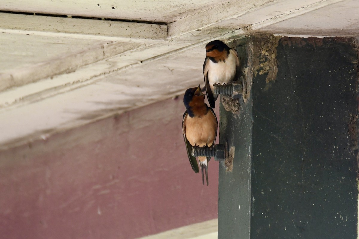 Barn Swallow - Brady Wilson