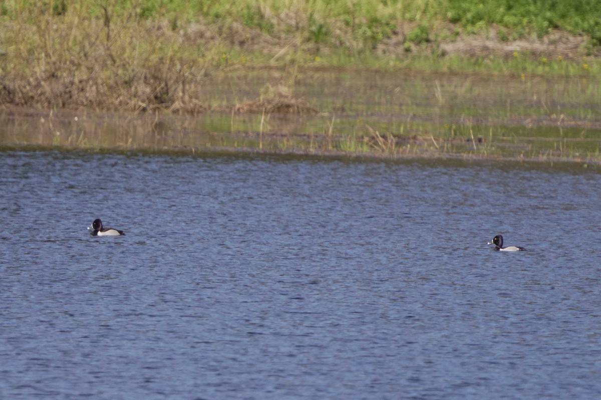 Ring-necked Duck - Judith Hayden