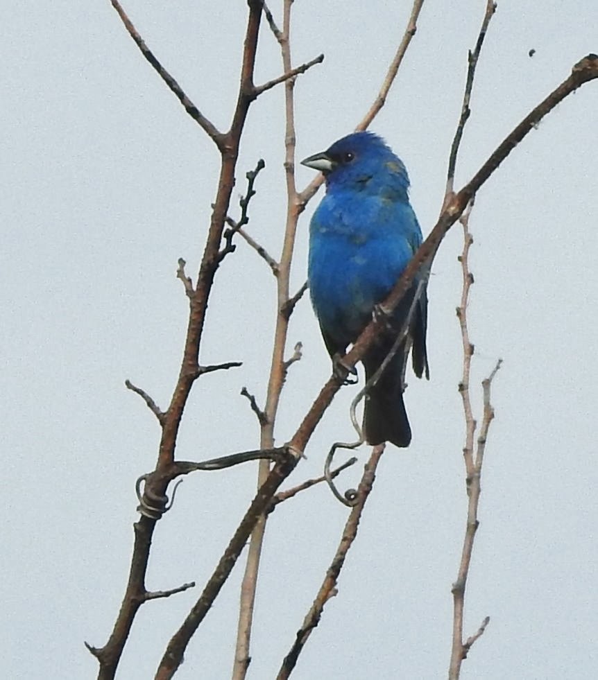 Indigo Bunting - Carol Morgan