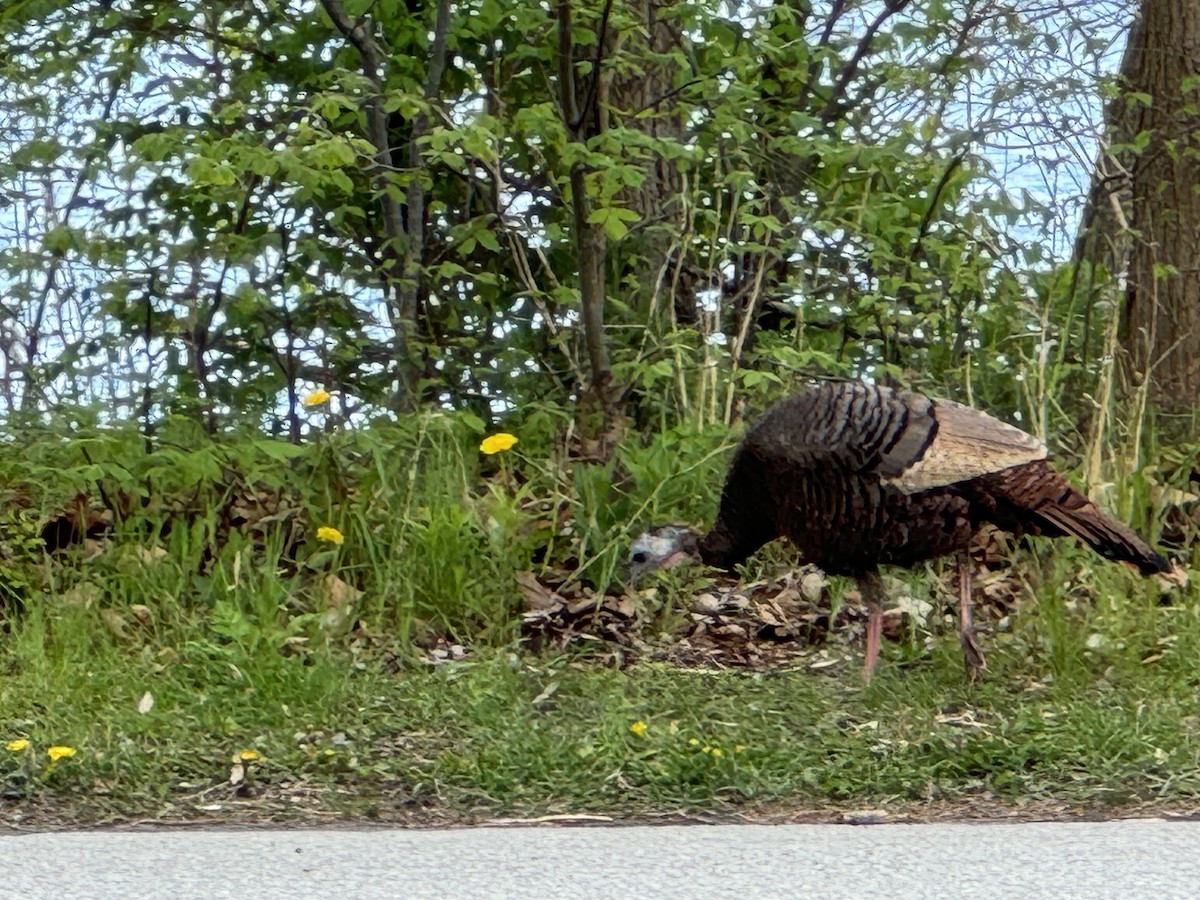 Wild Turkey - ML618913378