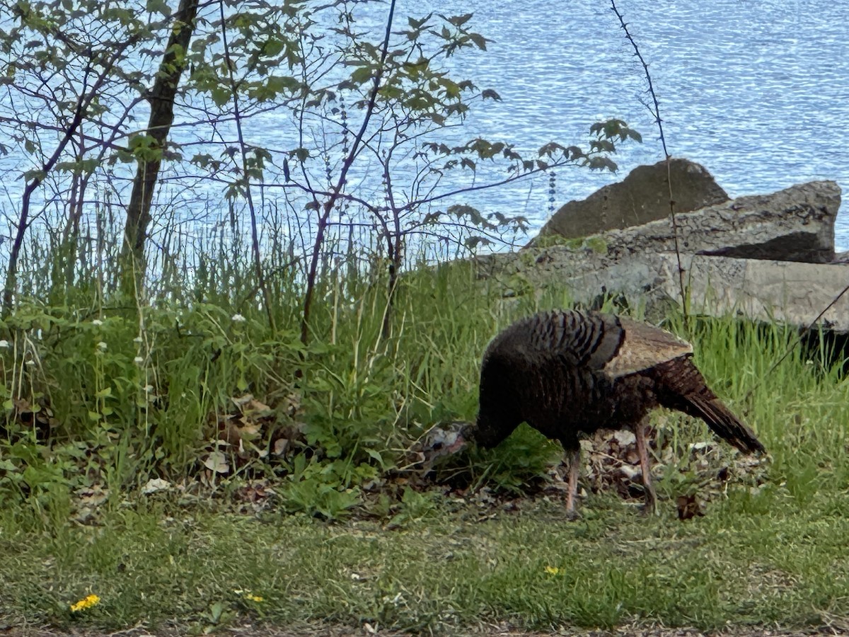 Wild Turkey - ML618913380