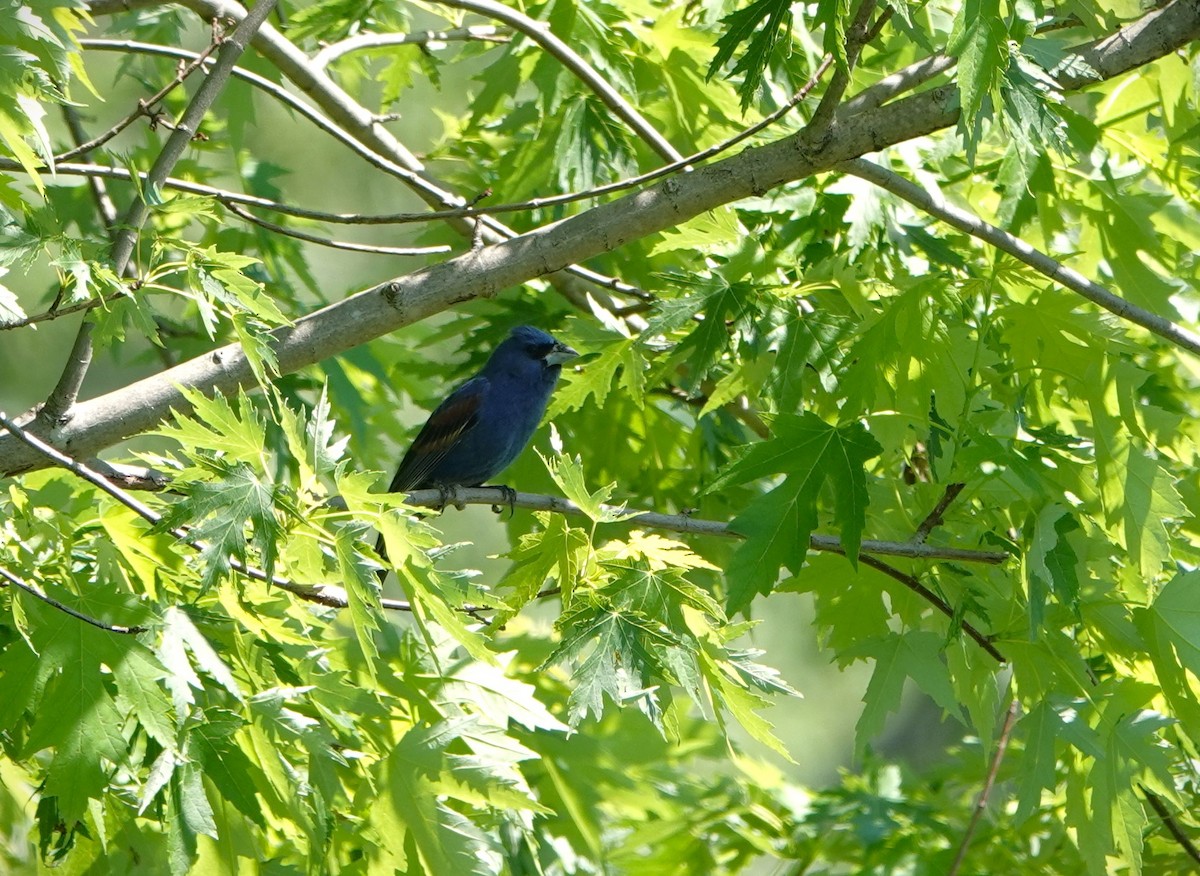 Blue Grosbeak - Dennis Bozzay