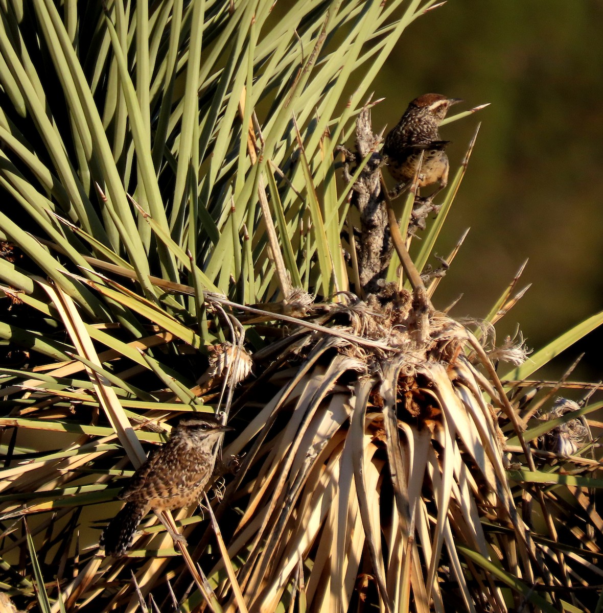 Cactus Wren - Ruth Gravance