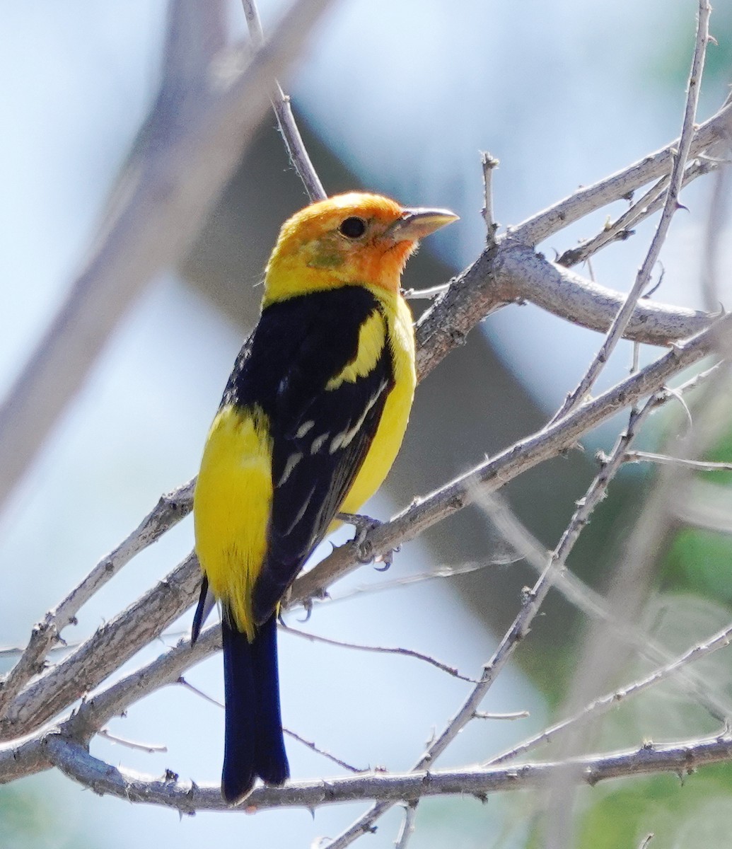 Western Tanager - Cheryl Carlile