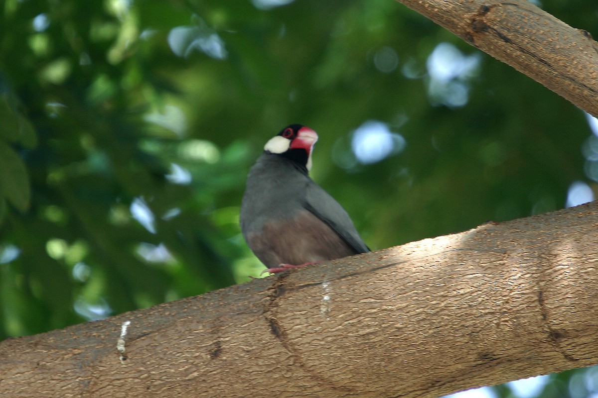 Java Sparrow - William Clark