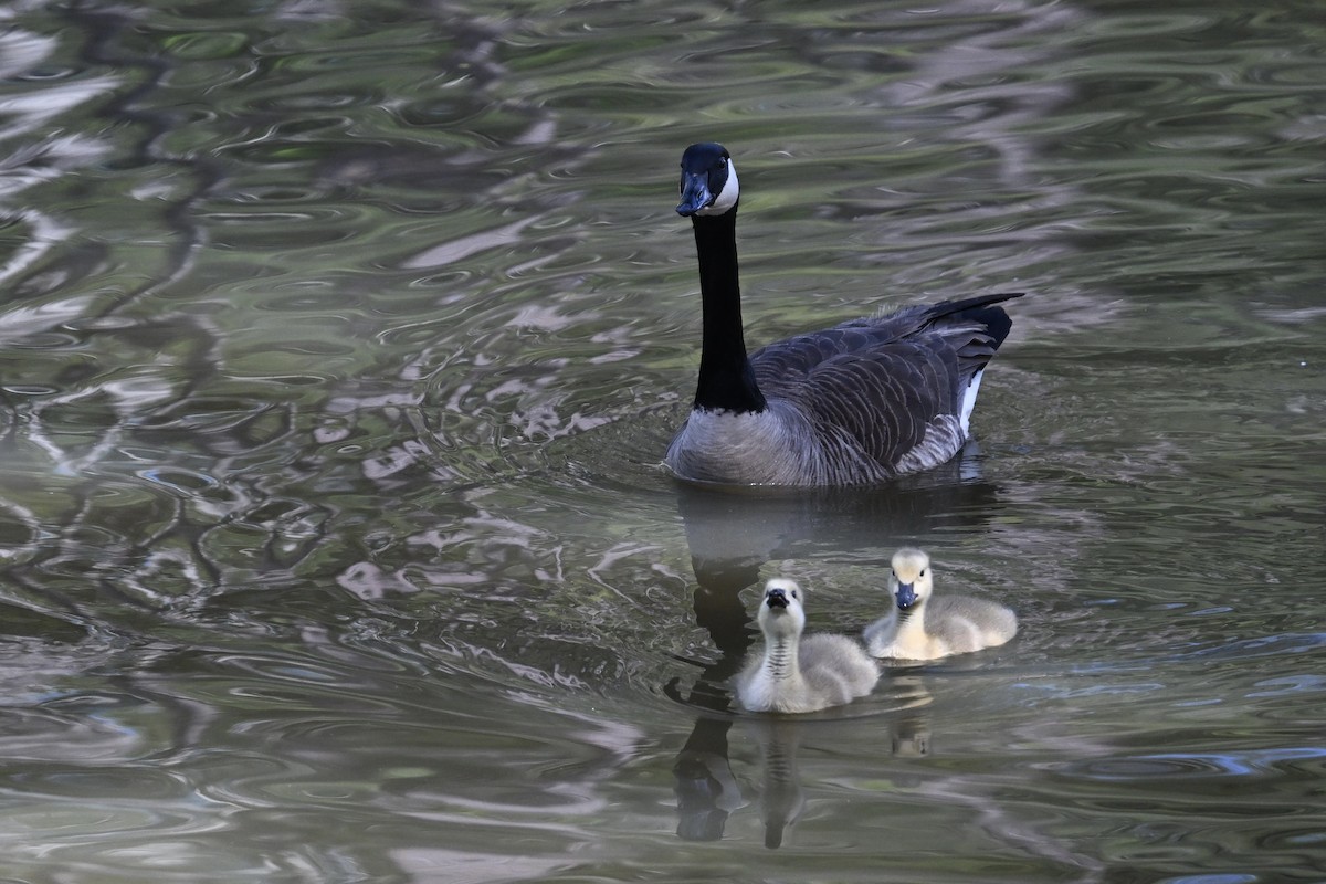 kanadagås - ML618913411