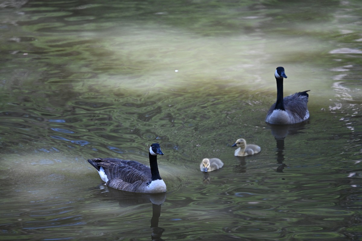 kanadagås - ML618913412