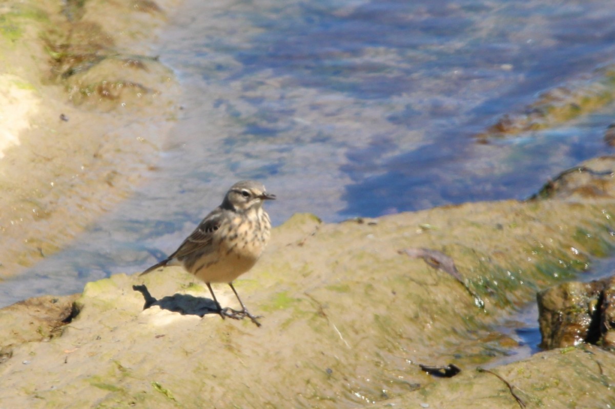 American Pipit - Karine  St-Onge