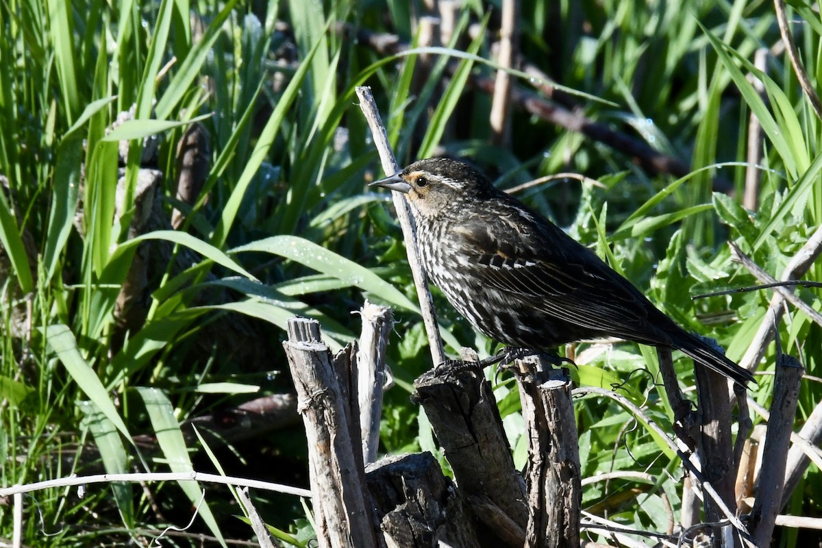 Red-winged Blackbird - ML618913418