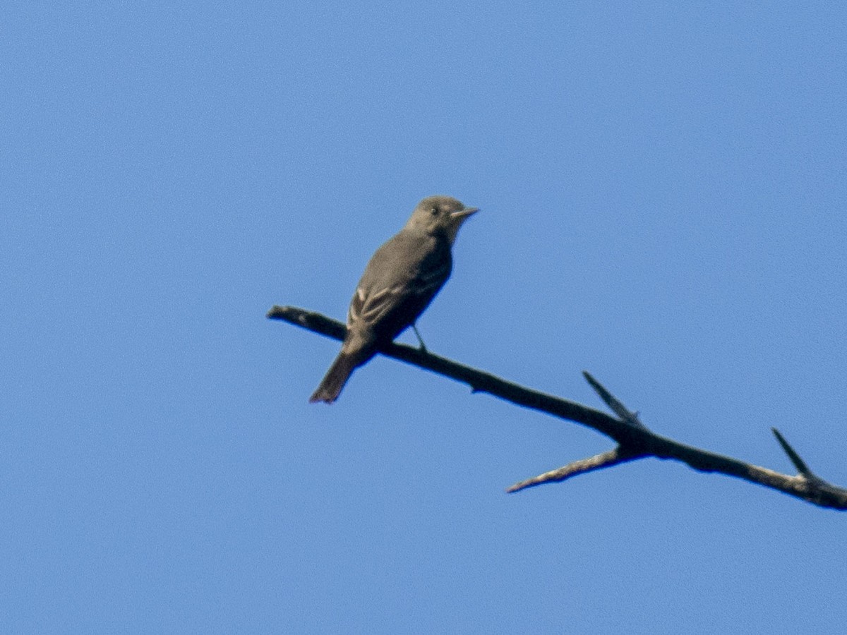 Western Wood-Pewee - Carol Collins