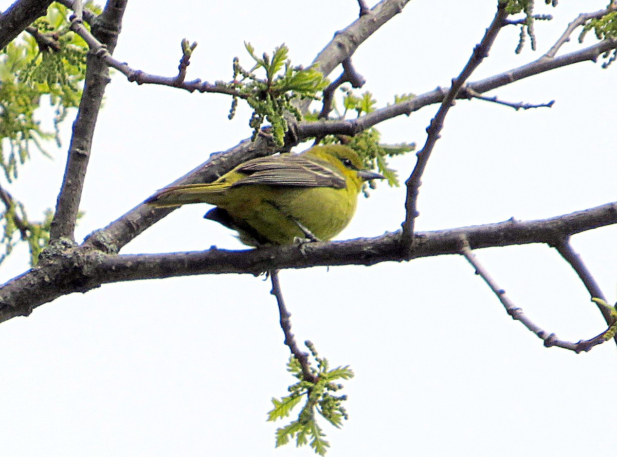 Orchard Oriole - ML618913424