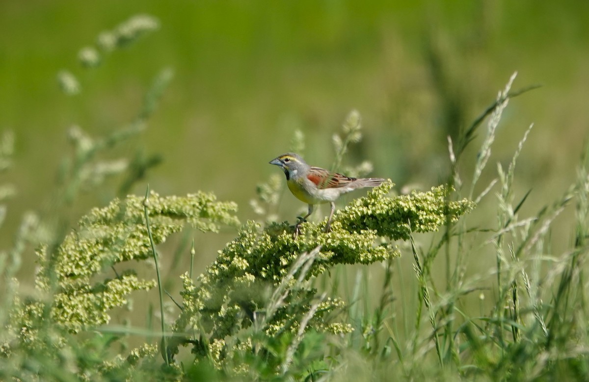 Dickcissel - Dennis Bozzay