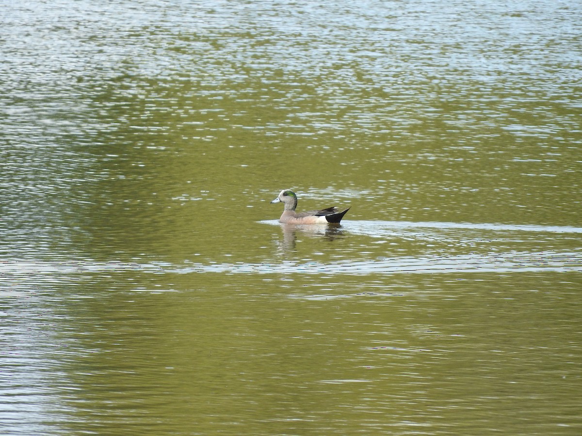 American Wigeon - Hayden Epp