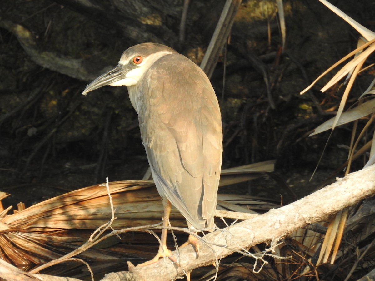 Black-crowned Night Heron - ML618913433