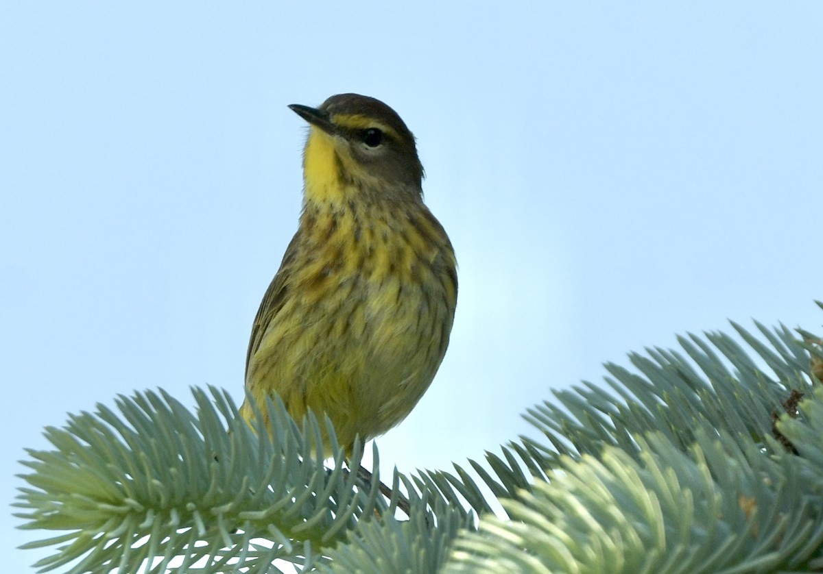 Palm Warbler - Lisa Klepacz