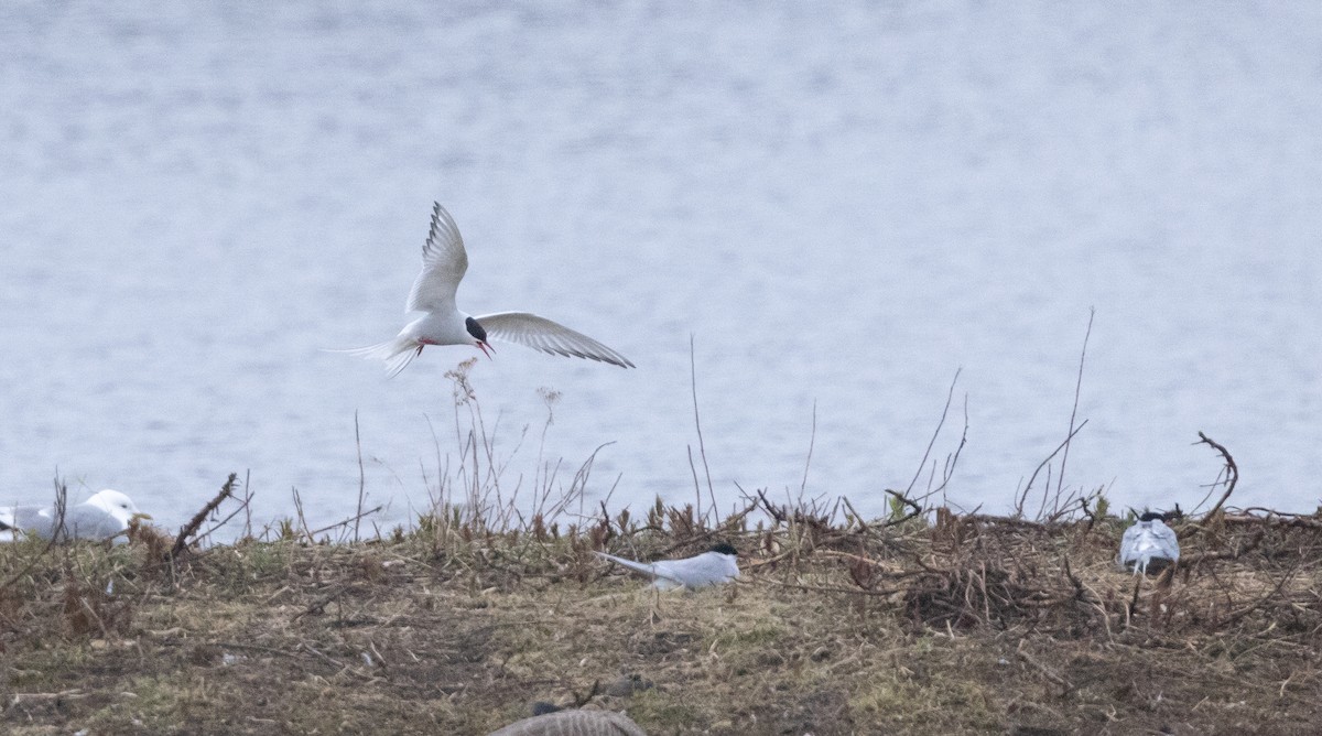 Arctic Tern - Nick Ramsey