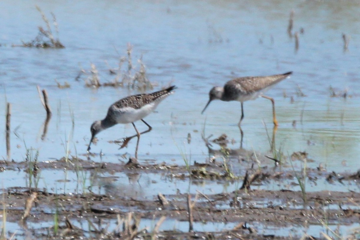 Lesser/Greater Yellowlegs - Joshua Hedlund