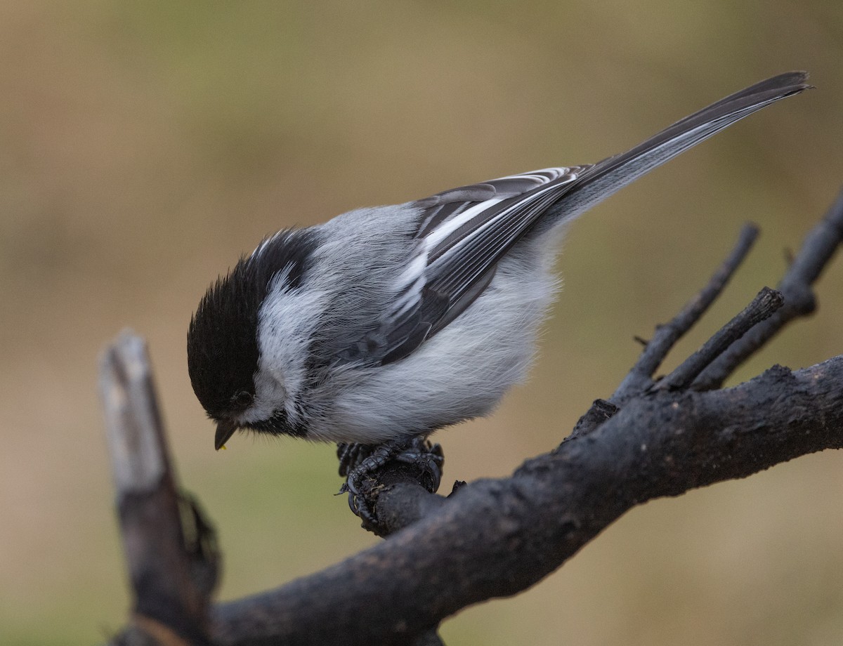 Black-capped Chickadee - Nick Ramsey