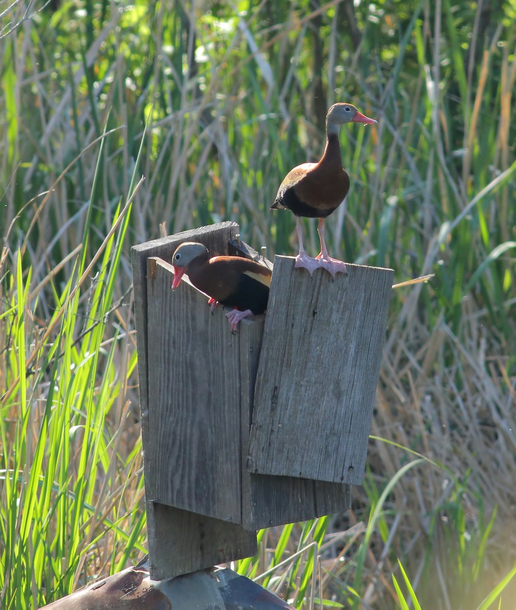 Black-bellied Whistling-Duck - James Porter