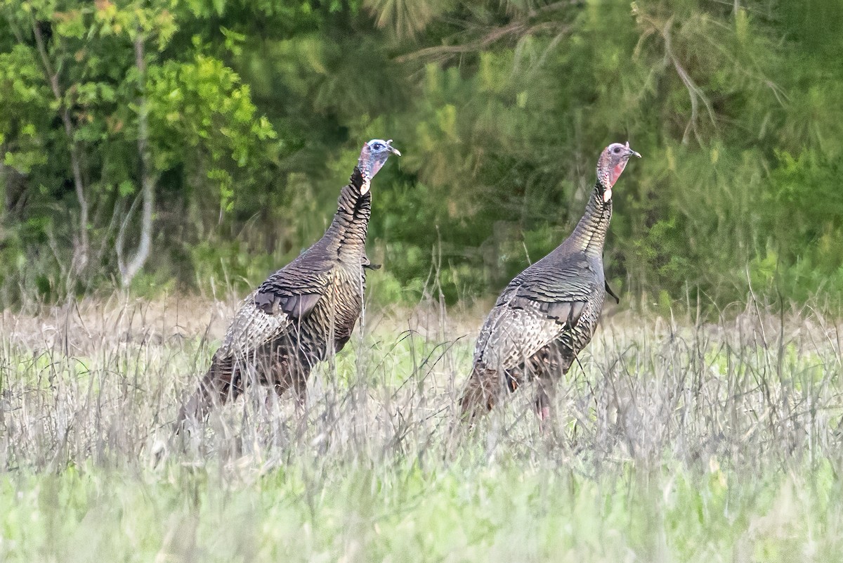 Wild Turkey - Doug Waters