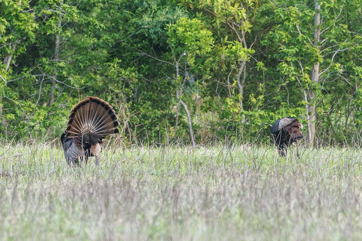 Wild Turkey - Doug Waters