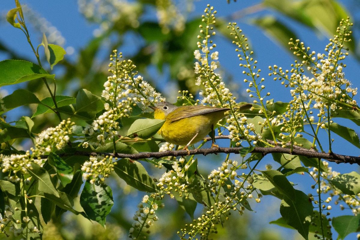 Nashville Warbler - ML618913525