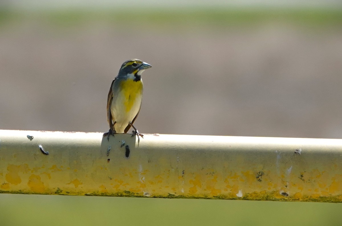 Dickcissel - Dennis Bozzay