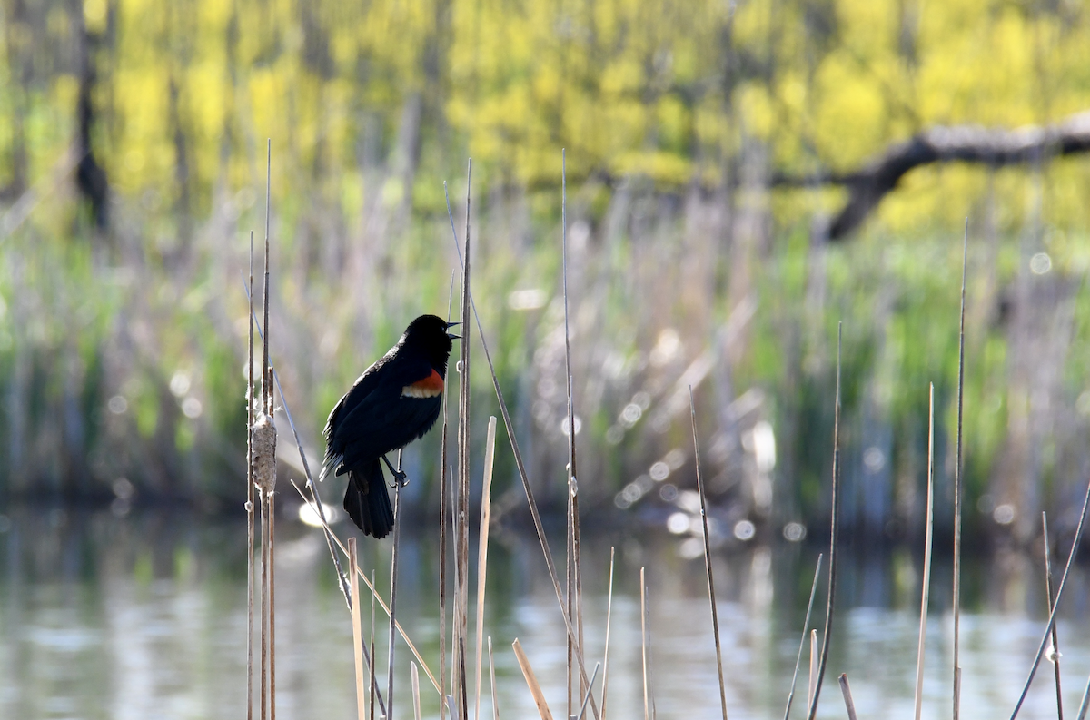 Red-winged Blackbird - ML618913529