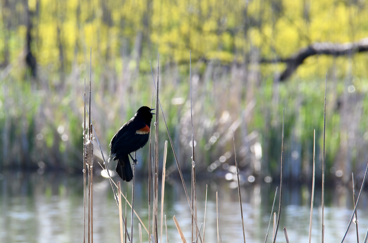 Red-winged Blackbird - Brady Wilson