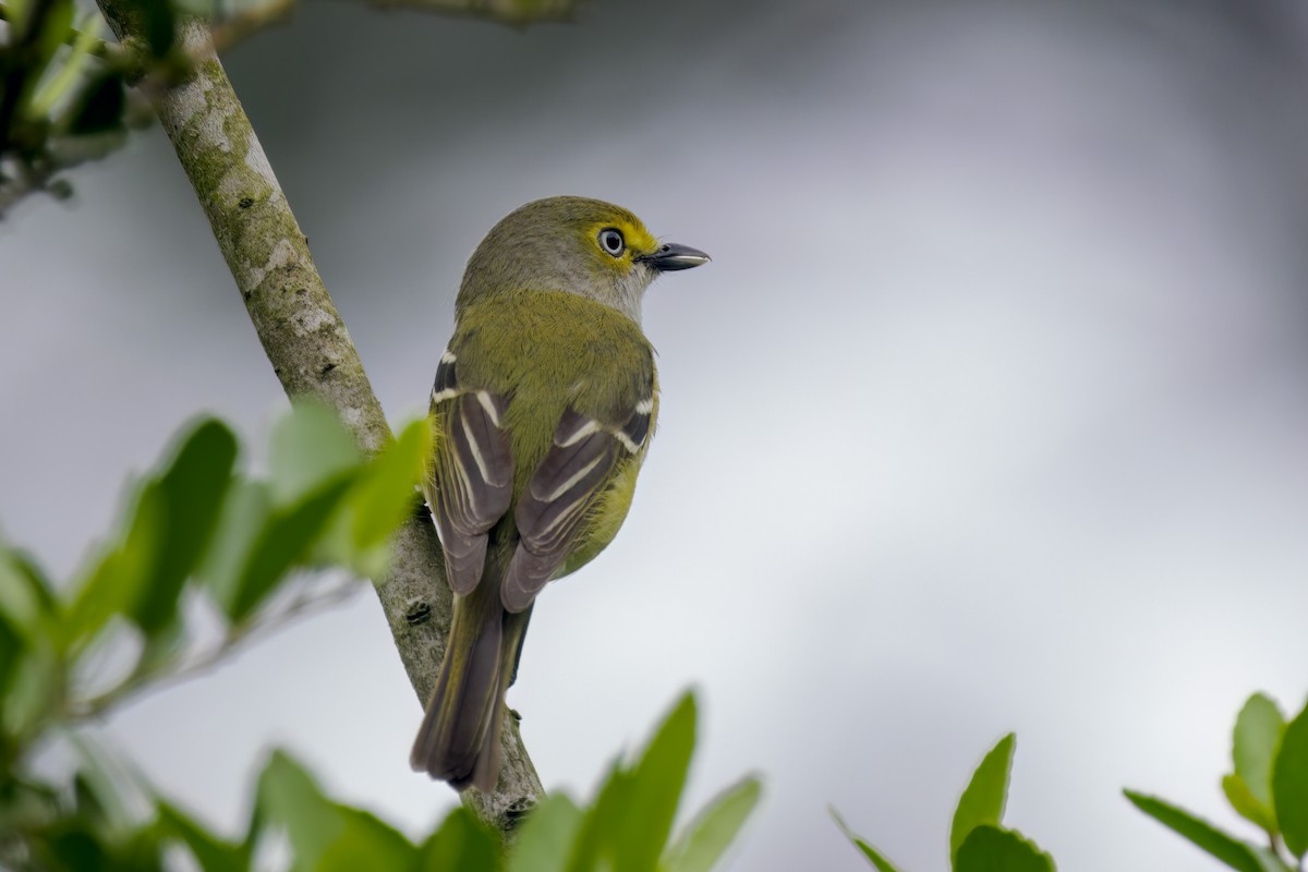 White-eyed Vireo - Dennis Miller