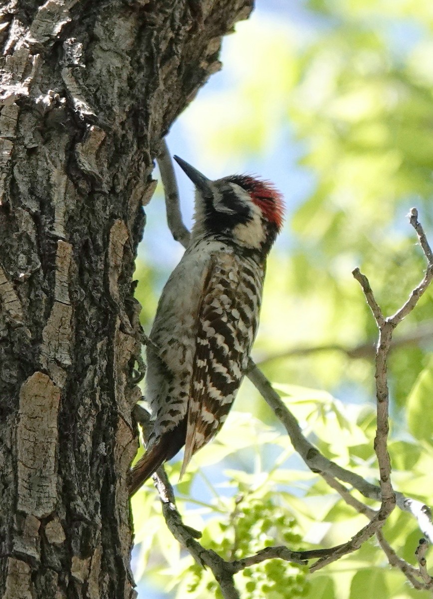 Ladder-backed Woodpecker - Cheryl Carlile