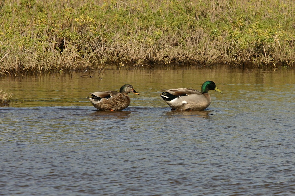 Mallard (Domestic type) - William Clark